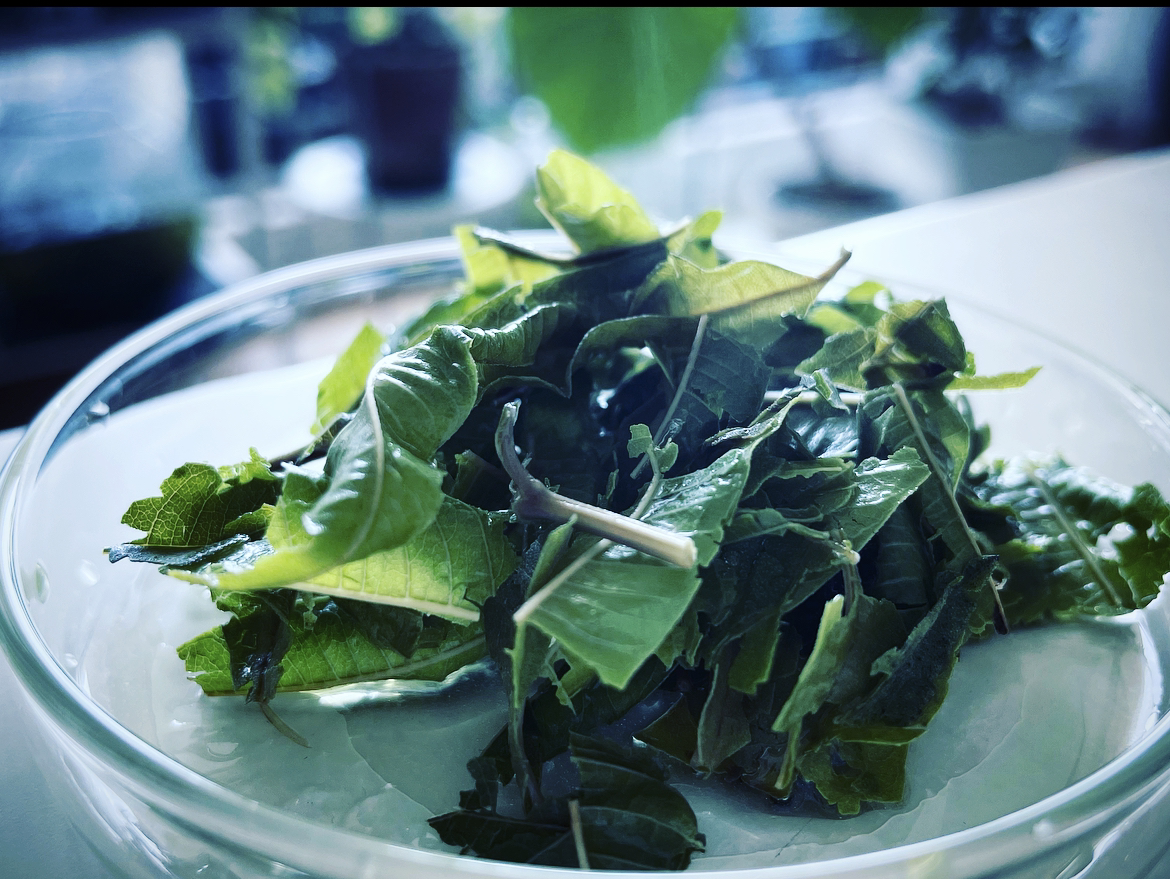 メディカルハーブティ「ハーブの品質」